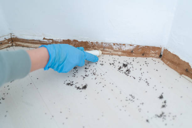 Best Pest Control Near Me  in Allegan, MI